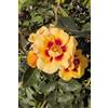 eGarden.store Pianta vera di Rosa Grandiflora rampicante fiori grandi vari colori da esterno