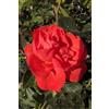 eGarden.store Pianta vera di Rosa Grandiflora rampicante fiori grandi vari colori da esterno