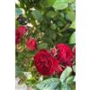 eGarden.store Pianta vera di Rosa Alberello fiori vari colori ornamentale da esterno