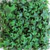 TENAX Siepe Sintetica a Pannelli per Parete Giardino Verticale, Tipo Edera, Divy