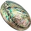 XUDREZ Grande conchiglia di abalone, guscio decorazione multiforo con macchie, per fest