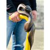 Fatto a mano Bastone malato da passeggio inciso serpente vittoriano in legno completamente...
