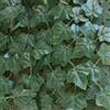 TENAX Divy Hedera Plus 150x300 cm Verde, Siepe Sintetica con Foglie in PE Tipo E