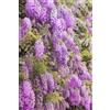 eGarden.store Pianta di Glicine Wisteria pianta vera da fiore esterno rampicante ornamentale