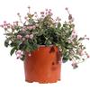 eGarden.store Pianta di Polygonum Capitatum vera ornamentale tappezzante fiore rosa da esterno