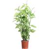eGarden.store Pianta vera di Odontonema Strictum ornamentale fiori rossi autunnali da esterno