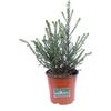 eGarden.store Pianta vera di Ozothamnus Rosmarinifolius v.16 cespuglio ornamentale da esterno