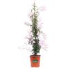 eGarden.store Pianta di Gelsomino Marzolino Jasminum Polyanthum vera rampicante da esterno