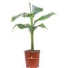 eGarden.store Pianta vera di Banano Nano Musa Basjoo Sakhalin ornamentale da interno o esterno