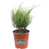 eGarden.store Pianta di Coleonema Pulchrum vera ornamentale cespuglio per siepe da esterno