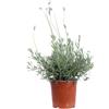 eGarden.store Pianta vera di Lavanda Lavandula Dentata Candicans v.17 ornamentale da esterno
