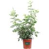eGarden.store Pianta vera di Bignonia Capensis cespuglio ornamentale fiori arancio da esterno