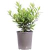 eGarden.store Pianta vera di Alloro Compatto - Laurus Nobilis ornamentale/cucina da esterno
