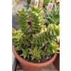 eGarden.store Pianta vera di Aloe Juvenna succulenta ornamentale da esterno o interno