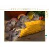 CALVENDO Puzzle piccolo Nager - Mouse 1000 pezzi Lege dimensioni 64 x 48 cm foto puzzle immagine di Roder Peter