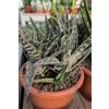 eGarden.store Pianta vera di Aloe Variegata succulenta ornamentale da esterno o interno