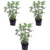 eGarden.store Set 3 Piante vere di Menta Comune Piperita aromatica commestibile da esterno