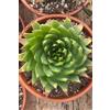 eGarden.store Pianta vera di Aloe Polyphylla Spirale ornamentale da esterno o interno