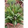 eGarden.store Pianta vera di Aloe Black Gem succulenta ornamentale da esterno o interno