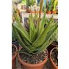 eGarden.store Pianta vera di Aloe X Delaetii succulenta ornamentale da esterno o interno