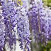 AMDGarden Pianta di GLICINE VIOLA Wisteria lilla rampicante cm IN VASO 17 CM AMDGarden
