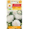 Toraf Aster, crisantemo bianco alto 1 g