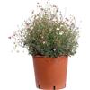 eGarden.store Pianta vera di Erigeron Karvinskianus fiore bianco/rosa tappezzante da esterno