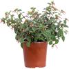 eGarden.store Pianta vera di Cuphea Ignea arbusto ornamentale fiori tubolari rosso da esterno