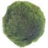 eGarden.store Pianta di Marimo Cladophora Aegagropila Alga vera ornamentale da interno