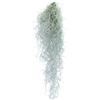 eGarden.store Pianta di Tillandsia pianta da interno pianta tropicale pianta ornamentale vera
