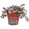 eGarden.store Pianta di Tradescantia Quadricolor ricadente ornamentale da arredo interno