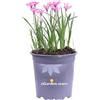 eGarden.store Pianta vera di Rhodohypoxis Baurii Ipoxis Rosa bulbosa ornamentale da esterno