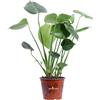 eGarden.store Pianta di Monstera Deliciosa pianta da interno tropicale pianta ornamentale vera