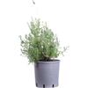 eGarden.store Pianta vera di Lavanda Lavandula Dentata Candicans v.24 cm decorativa da esterno