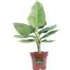eGarden.store Pianta di Banano Nano Musa Tropicana pianta vera decorativa da esterno o interno