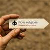 N/A Ficus religiosa | Sacred Fig | 10000 SEEDS - - SEMI Fico sacro | Albero di Bo