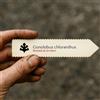 N/A Gonolobus chloranthus | 10 SEEDS - - SEMI Gonolobo | Vite del latte verde
