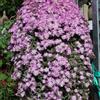 AMDGarden Pianta di Barba di Giove ricadente grassa fiori rosa in vaso 14 cm AMDGarden