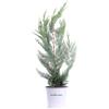 eGarden.store Pianta vera di Cipresso Leyland Cupressocyparis Leylandii v.17 cm ornamentale
