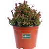 eGarden.store Pianta vera di Crassula Pubescens succulenta ornamentale da esterno