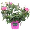 eGarden.spore Pianta di Rosa Paesaggistica rifiorente vera ornamentale colori vari da esterno