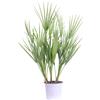 eGarden.store Pianta di Palma di San Pietro Chamaerops Humilis vera in vaso ornamentale