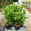 Vivaio di Castelletto Lauroceraso "Prunus laurocerasus" 24 piante da siepe vaso da 2 litri h. 40/60cm