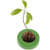 R&R SHOP Avocado Germinator- Vaso Galleggiante per Germinazione
