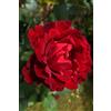 eGarden.store Pianta di Rosa Rifiorente vari colori vera ornamentale cespuglio da esterno
