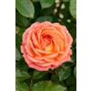 eGarden.store Pianta di Rosa Rifiorente vari colori vera ornamentale cespuglio da esterno