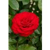 eGarden.store Pianta di Rosa Rifiorente vari colori vera ornamentale cespuglio da esterno