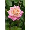 eGarden.store Pianta di Rosa Rifiorente vari colori vera ornamentale cespuglio da esterno