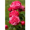 eGarden.store Pianta di Rosa Rifiorente vari colori vera ornamentale cespuglio da esterno