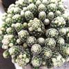 eurobulbi 2 Piante 22€Mammillaria Gracilis Bianca In Vaso 14 cm Piante Vive Vere